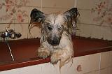 BAIN - SKYE TERRIER 087